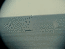 Это, типа, киты в Охотском море. (снято через теодолит) август 2005